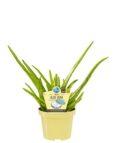 Bio Aloe Vera Sweet, (Aloe vera barbadensis Miller), Kräuter Pflanzen aus nachhaltigem Anbau (1 Pflanze, je im 12cm Topf)