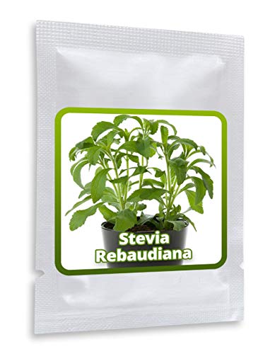 STEVIA SAMEN ca. 100 Stück/Pack - Süßkraut/Honigkraut