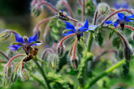 borretsch-blüte